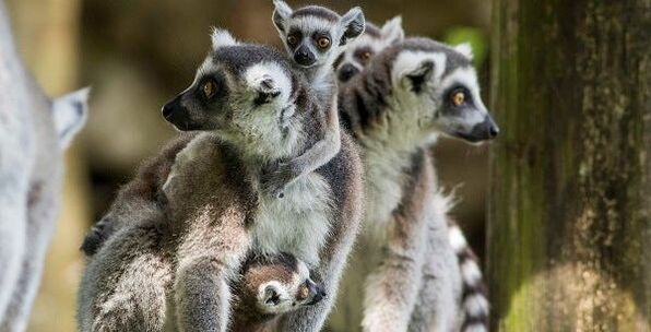 A group of ring-tailed lemurs including infants on mothers' backssitting together