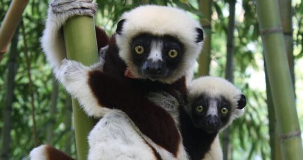 A Coquerel's sifaka clinging to bamboo with an infant on her back