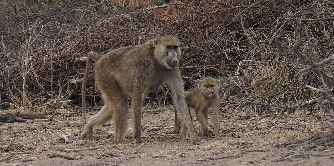 A mother baboon walks with her infant walking next to her