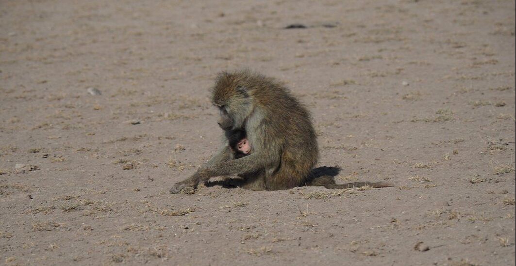 A mother baboon sitting with a small infant in a dusty plain