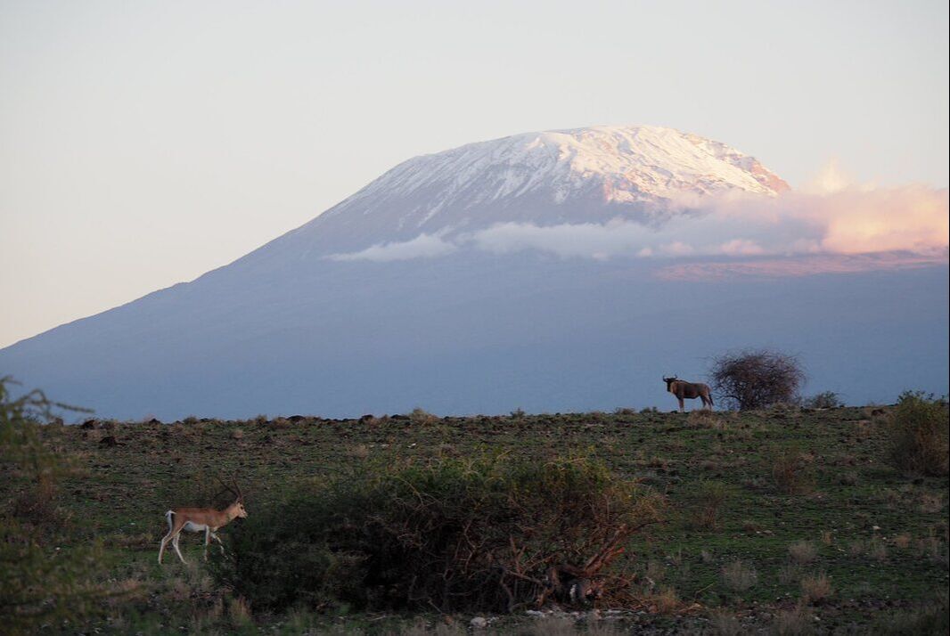A Grant's gazelle and a wildebeest in front of Mount Kilimanjaro