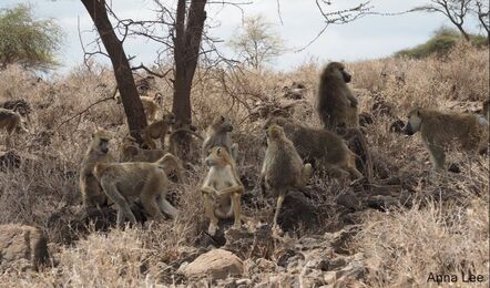 A large group of baboons sits on rocks