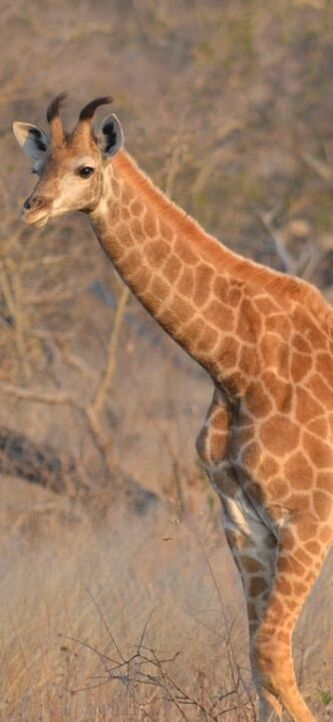 The front half of a baby giraffe