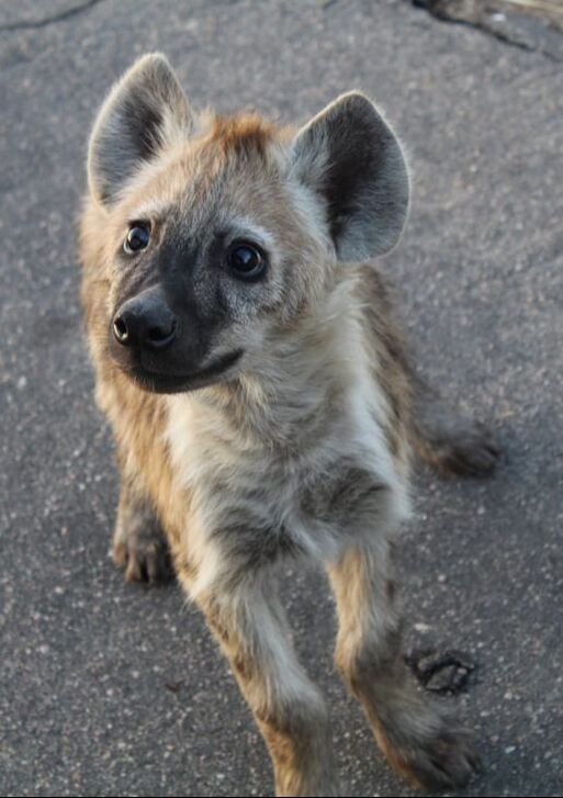 A young hyena cub standing on pavement