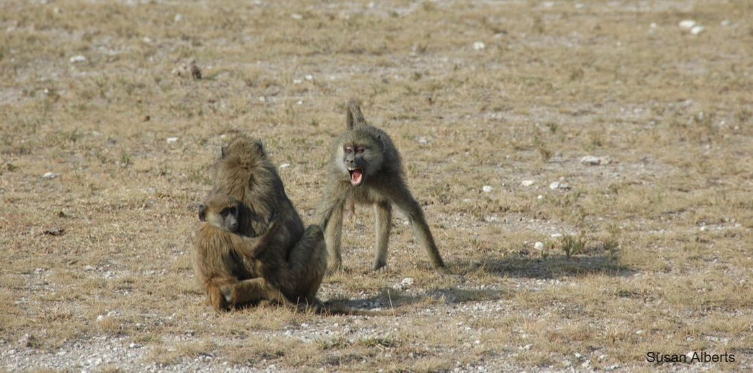 One baboon threatens another, who is sitting with an infant clinging to her back