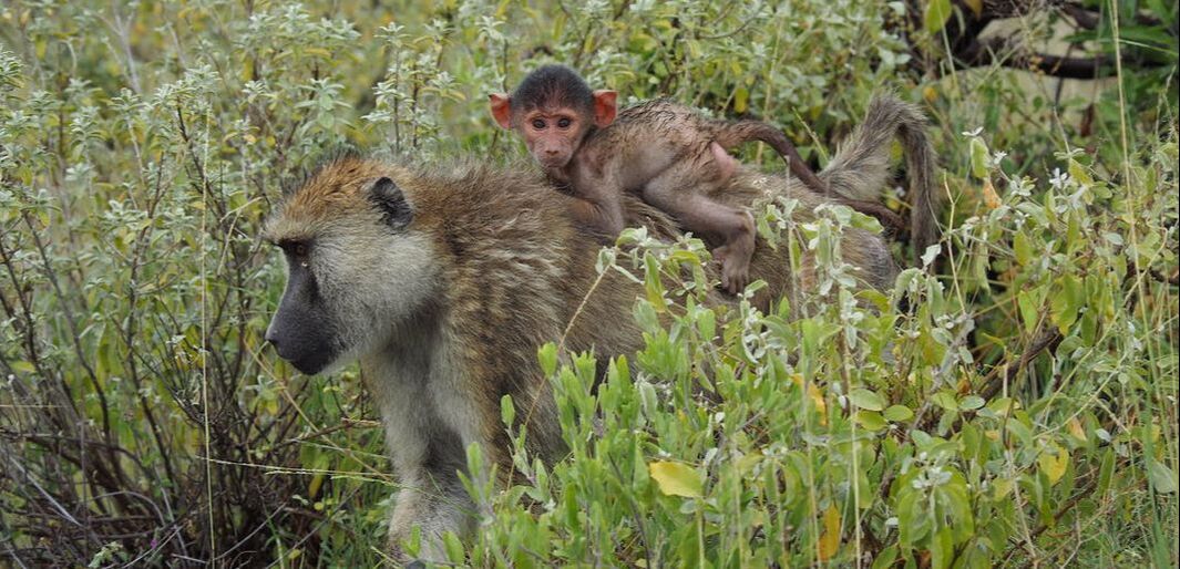 A mother baboon walks through green bushes with an infant clinging to her back